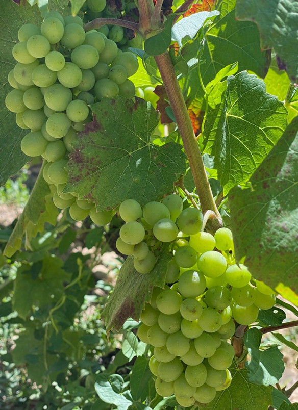 Beaujolais-Villages Blanc - Chardonnay -  Les Beaujolais - Domaine Ruet